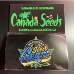 BLueberry Iced Cream