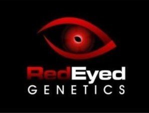 Red Eye Genetics