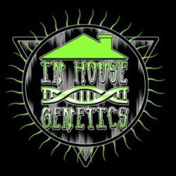 In House Genetics Feminized Seeds