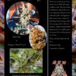 celestial-Dragon (1)