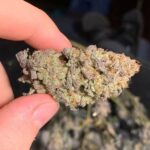 dragonsflamegenetics-1588898667088-600×750