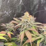 dragonsflamegenetics-1588898867648