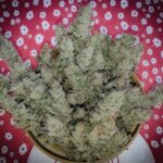 dragonsflamegenetics-1608323982305-min