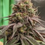 dragonsflamegenetics-dragonsflamegenetics-16018851345913