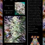 orange-stash-600×776