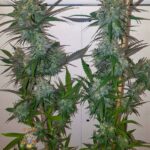 santa cruz dragon (1 of 1)-5-min