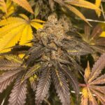 tahoe-dragon-cookies-grown-by-cannagrower420-1