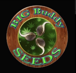 Big Buddy Seeds - Regular