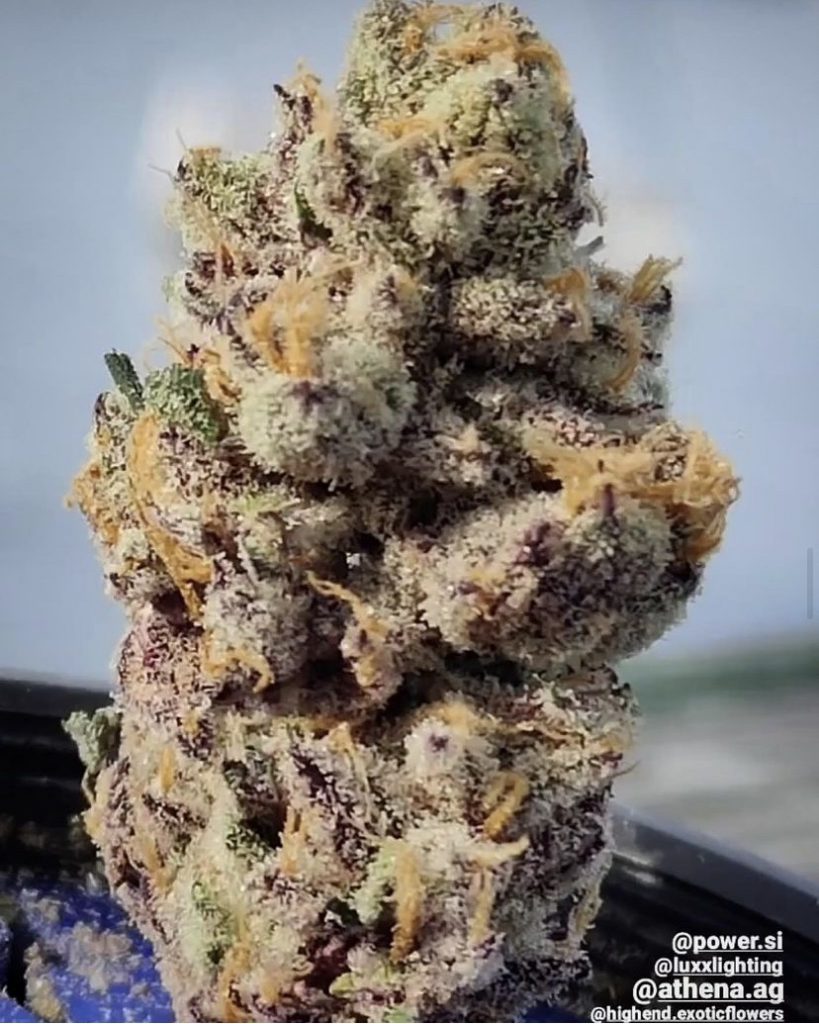 Clearwater Toaster Strudel x Toaster Strudel S1 Feminized