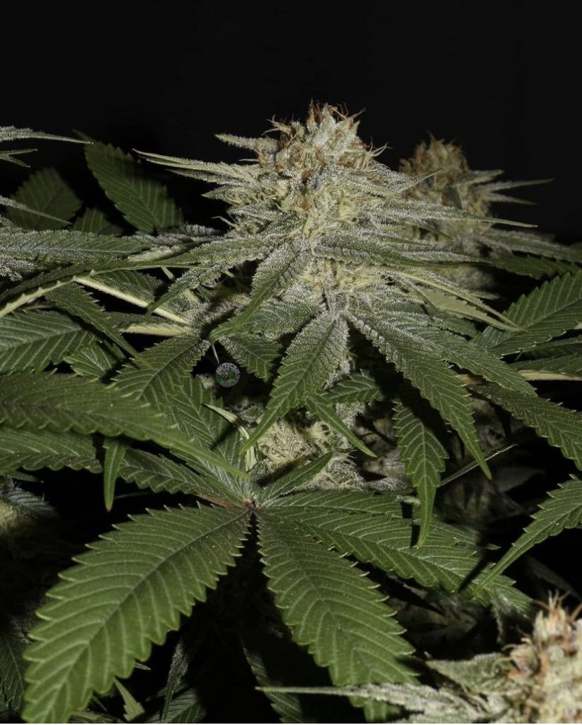 Clearwater Toaster Strudel x Toaster Strudel S1 Feminized