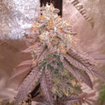 Apple Ecstasy – Red Eye Genetics