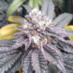 Apple Ecstasy – Red Eye Genetics 1