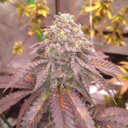 Pungent Power Sweet Envy x Red Eye Genetics 4
