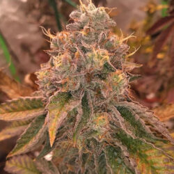 Pungent Power Sweet Envy x Red Eye Genetics 2