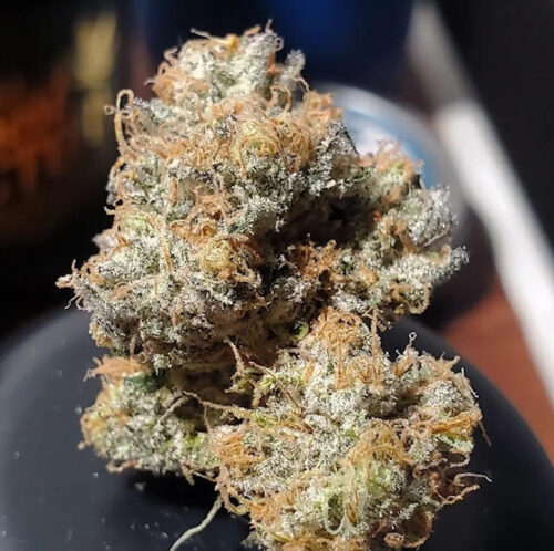 Pungent Power Sweet Envy x Red Eye Genetics 3