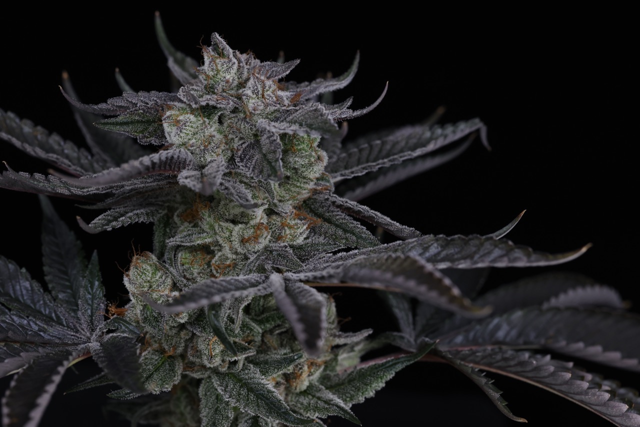 Beach Truffle 6 Large