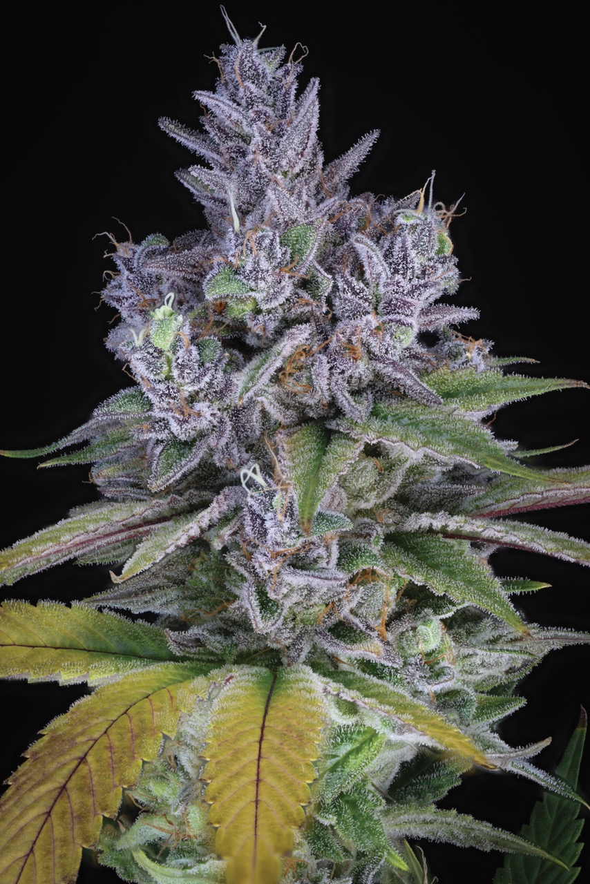 Blue Power IX2 Large