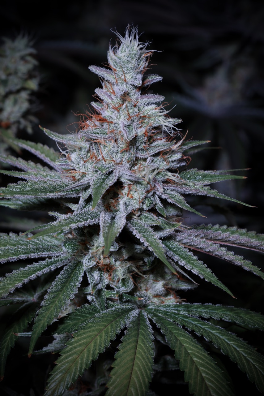 Choking Hazard 2 Large