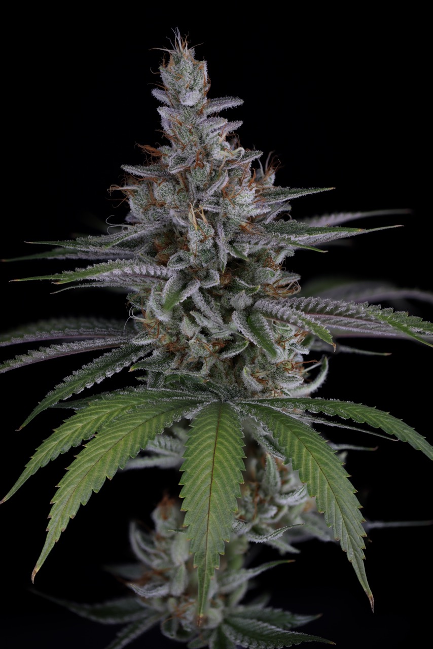 Choking Hazard 4 Large