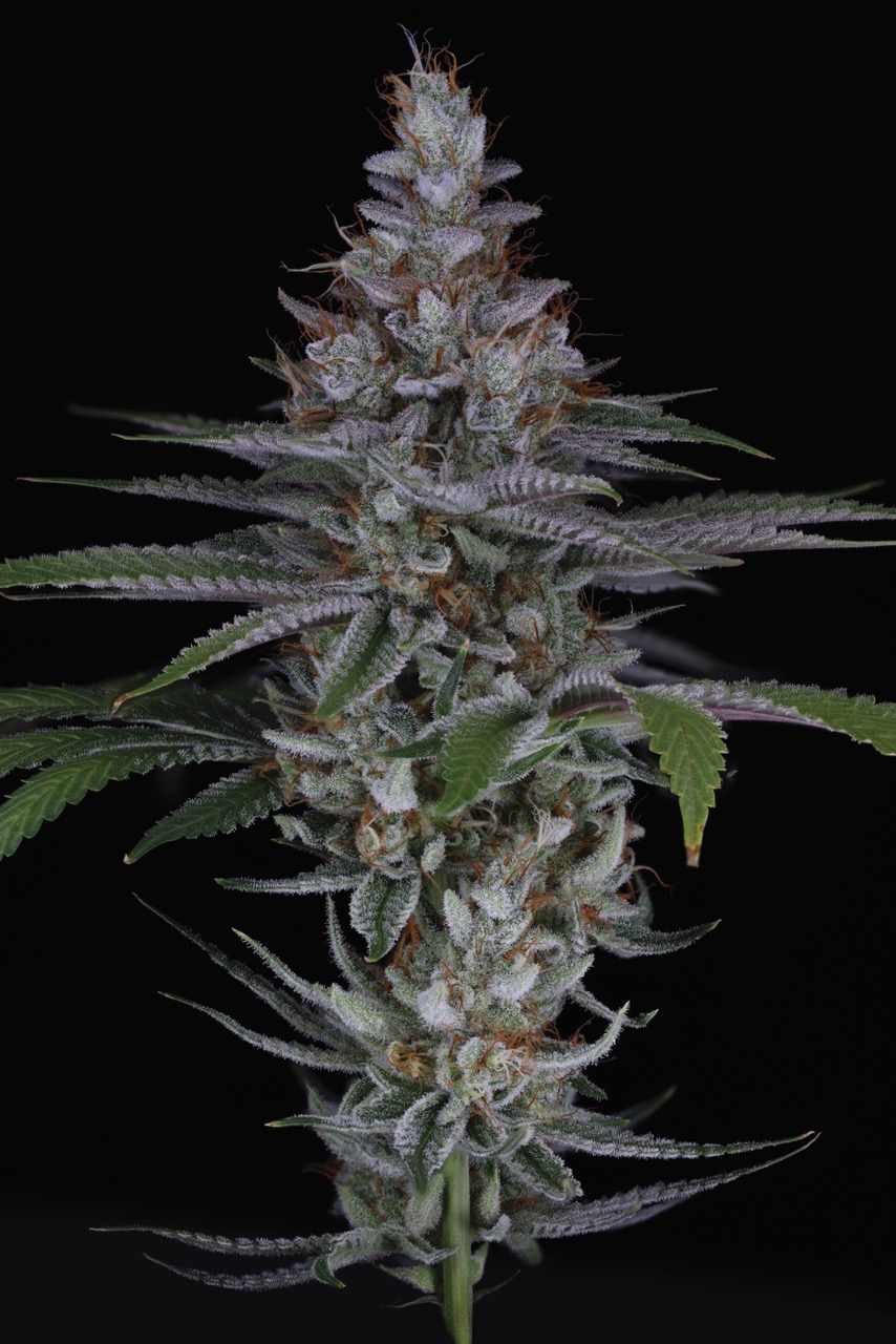 Choking Hazard 5 Large