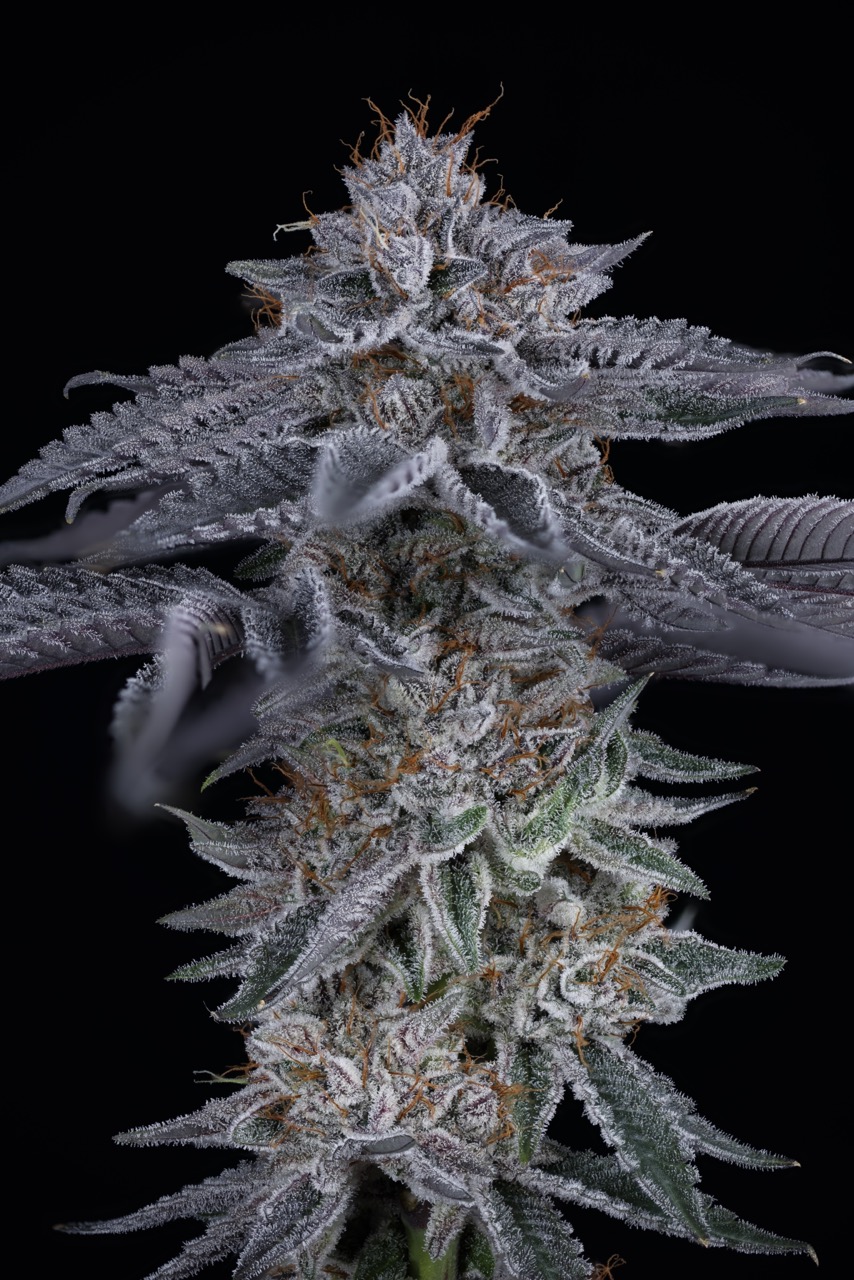 Coconut Cloud 3 Large