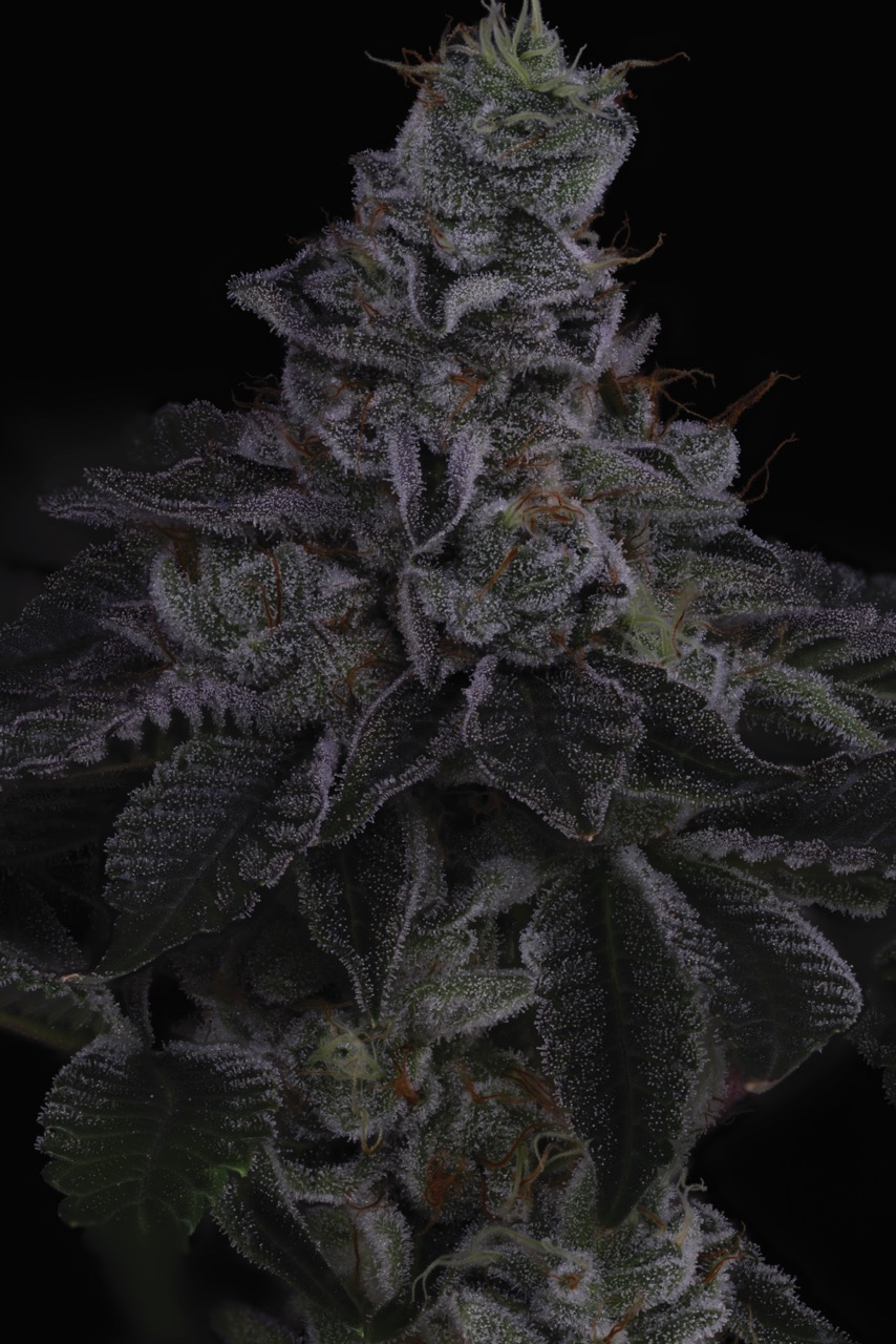 Nuclear Power 2 Large