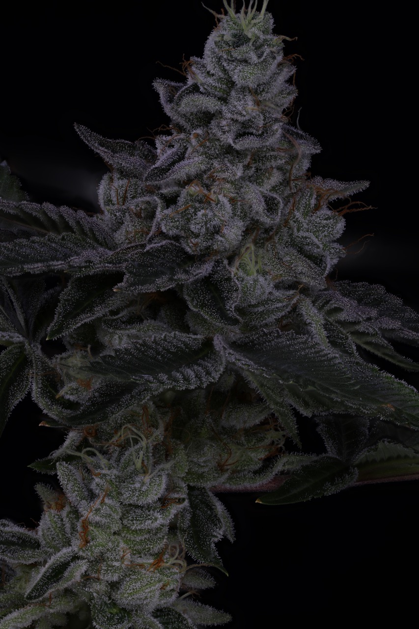 Nuclear Power 3 Large